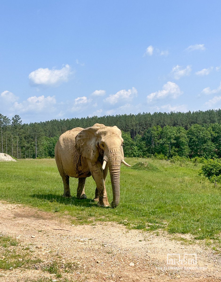 ElephantsTN's tweet image. Flora beat the heat by dusting and mudding in her wallow, while Tange (pictured here) enjoyed a refreshing ice treat made by Care Staff using a variety of frozen produce, natural fruit juice, and water.