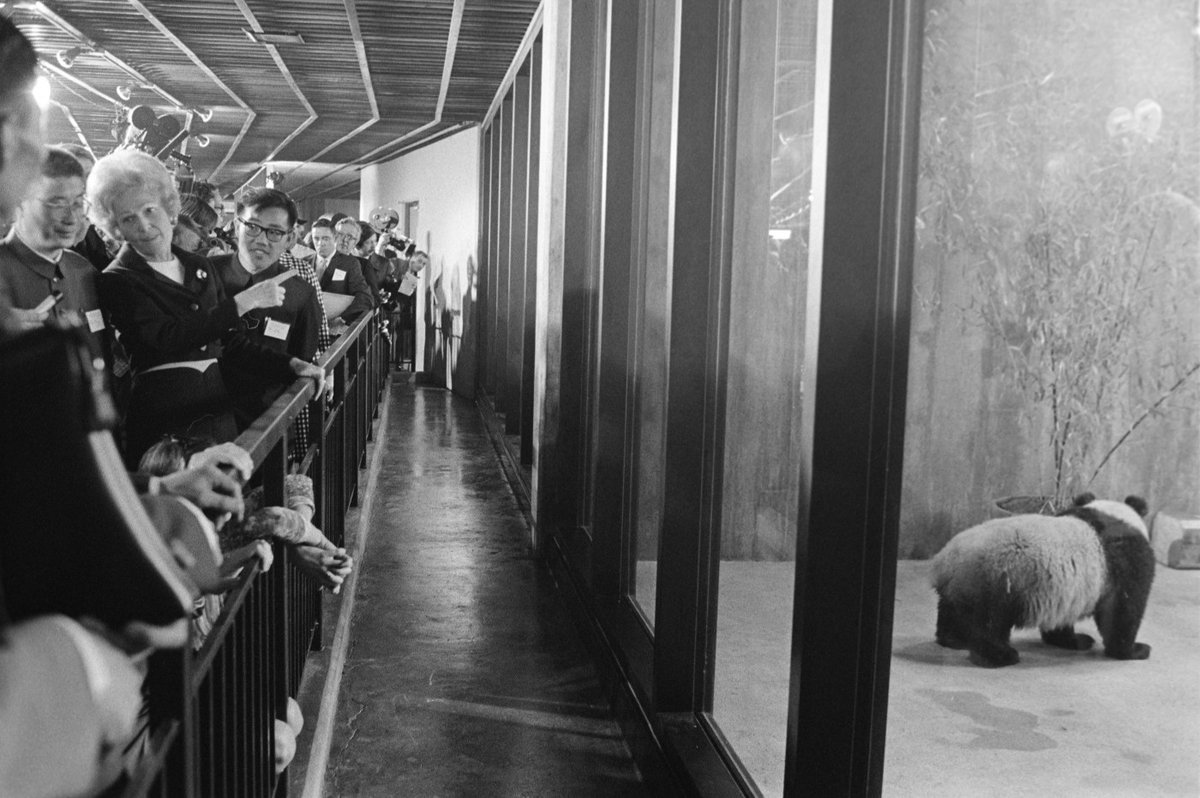 NationalZoo's tweet photo. Since 1972, the Zoo’s giant pandas have helped families from around the world make lasting memories. In honor of our pandas’ upcoming departure, we want to hear your stories about what the pandas mean to you. Share your memories with us at https://t.co/0oiTuc220L #PandaPalooza https://t.co/o2xSApXv2e