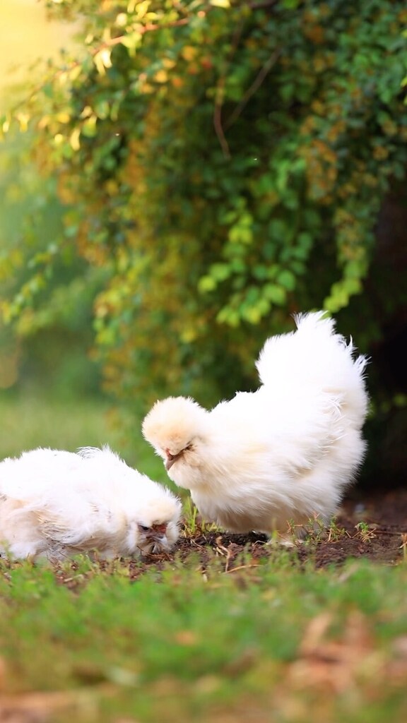 pocketmacro's tweet image. Luna looks cute and innocent, but she will peck you if she has to 😂😂😂
#silkies #fluffychickens #chickens #silkiechickenshttps://instagr.am/reel/Cw88fhqMskj/