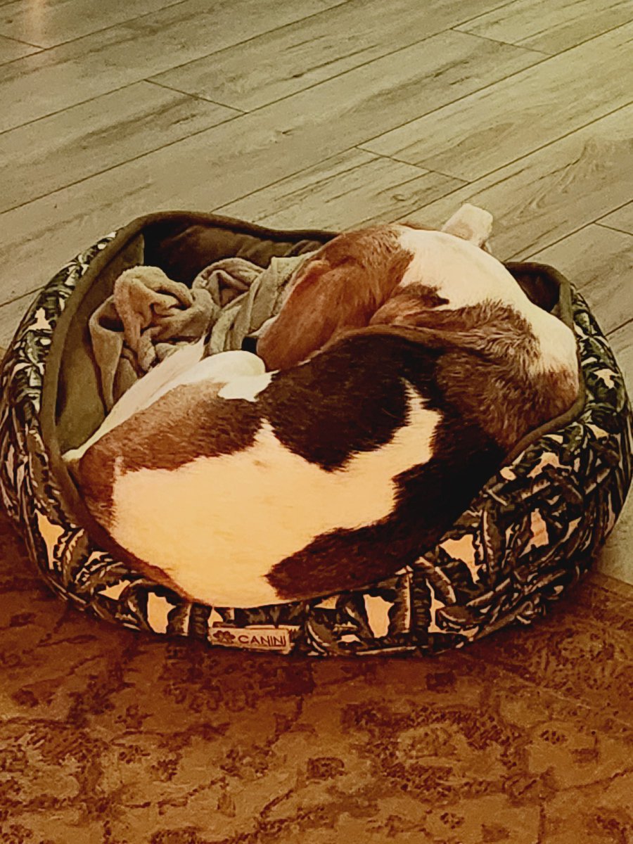RebusTheBeagle's tweet photo. Mum says I still have nice colours, even at 11. https://t.co/HjQQ7q3XaW