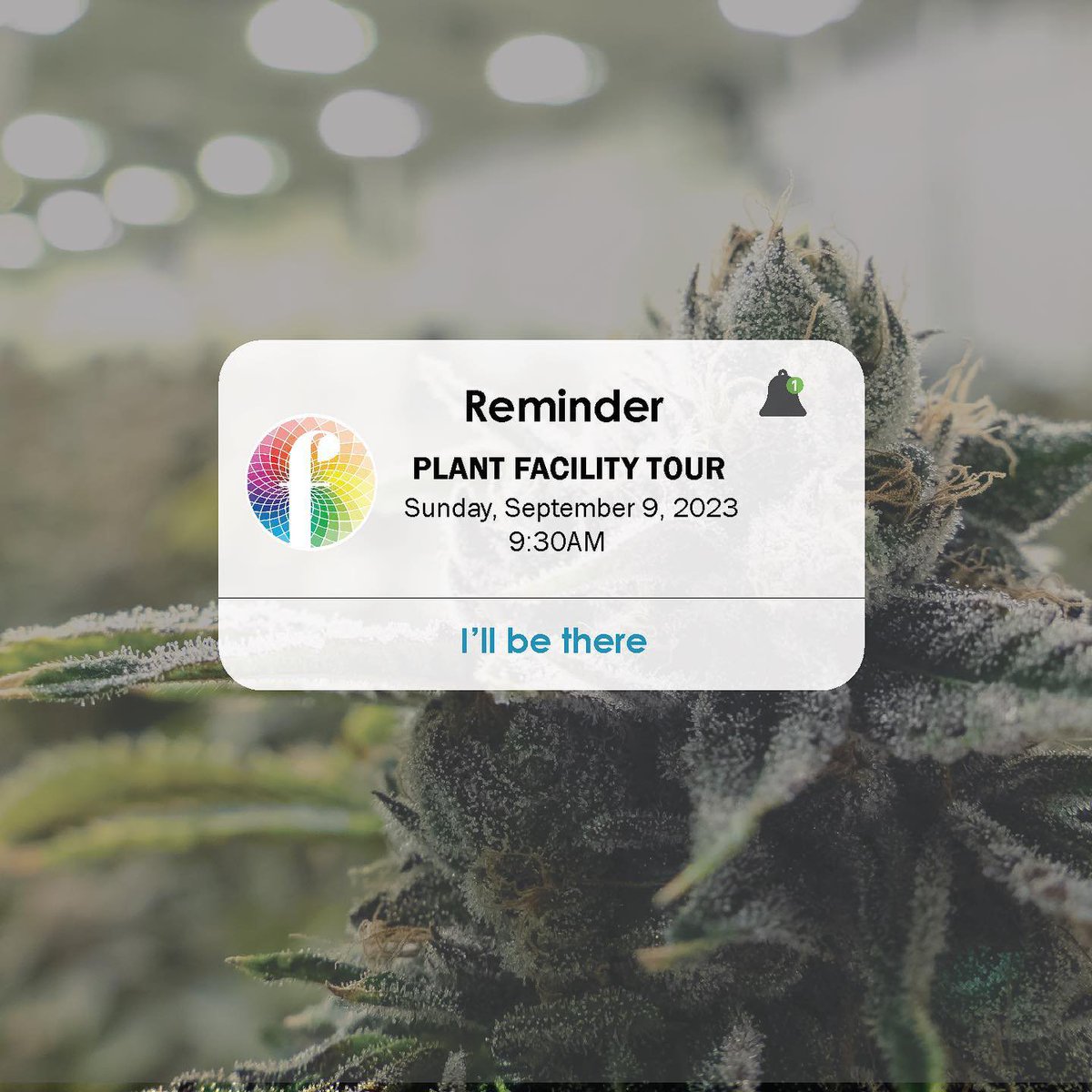 Freedom Cannabis tweet media