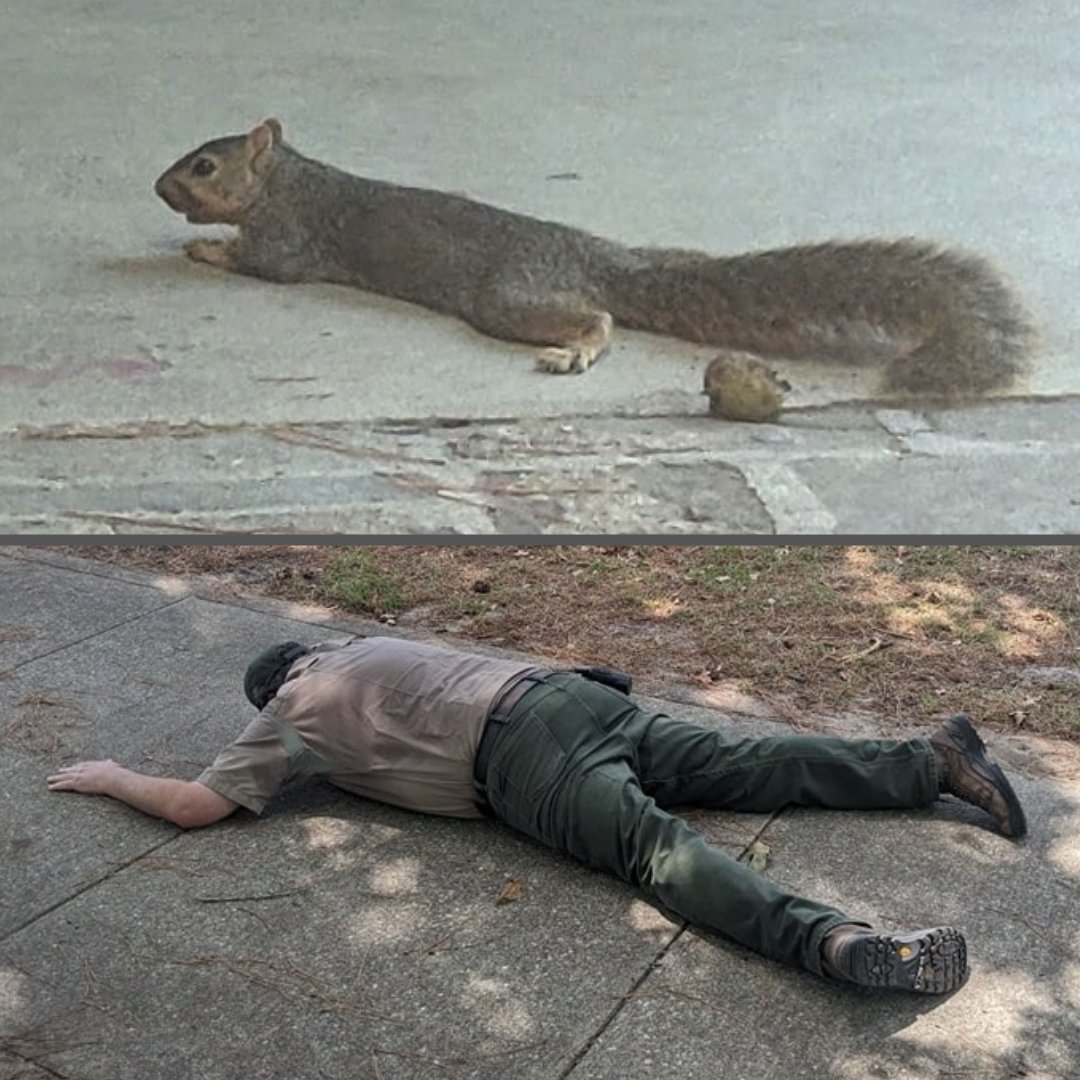 You know it's hot when even the park rangers are splooting 🥵

📷 Huntsville State Park

#TexasHeat 
#txwx 
#sploot