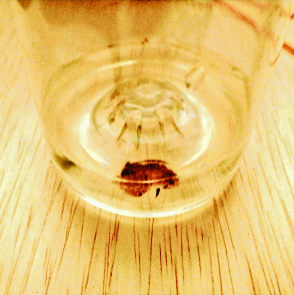 「昨日の夜に現れた侵入者を漂白剤に漬けたところほとんど溶けてました。貴様の功罪を償」|鬼の絵師のイラスト
