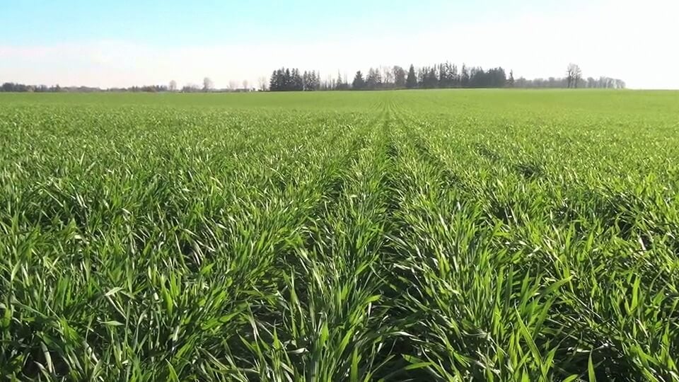 RealAgriculture (@realagriculture) on Twitter photo Wheat School: Plant #winterwheat on time to increase yield ow.ly/aAfC50PJiqQ #cdnag #ontag #westcdnag #WheatSchool <a href="/AlbertaGrains/">Alberta Grains</a>
<a href="/thewheatteam/">Rob McLaughlin</a> <a href="/syngentacanada/">Syngenta Canada</a> <a href="/JoFollings/">Joanna Follings</a> @OMAFRA <a href="/emma_dieleman/">Emma Dieleman</a> Wheat School: Plant #winterwheat on time to increase yield ow.ly/aAfC50PJiqQ #cdnag #ontag #westcdnag #WheatSchool <a href="/AlbertaGrains/">Alberta Grains</a>
<a href="/thewheatteam/">Rob McLaughlin</a> <a href="/syngentacanada/">Syngenta Canada</a> <a href="/JoFollings/">Joanna Follings</a> @OMAFRA <a href="/emma_dieleman/">Emma Dieleman</a>