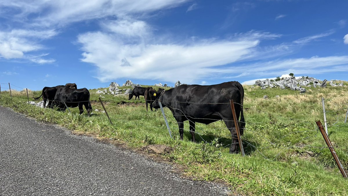sid_field1961's tweet photo. 愛媛県と高知県の県境にある『四国カルスト』

なかなか風光明媚なところで、ドライブスポット❗️…狭いヘアピンカーブの連続🌀

マジ狭〜い道路なんだよね😰…お願い🙏対向車来ないで🙇‍♀️という箇所が数カ所あるしね（怖）（笑）‼️

#四国カルスト
#四国カルストドライブ 
#四国カルスト無料シャトルバス https://t.co/1Qh17cBBM2
