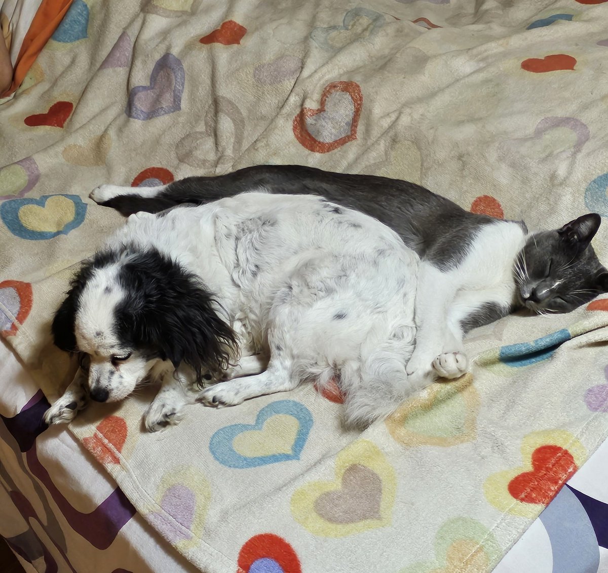 chema21_74's tweet photo. Buenas noches 😍😍😍
#AdoptaNoCompres #Recoge https://t.co/zG03eJmA7E