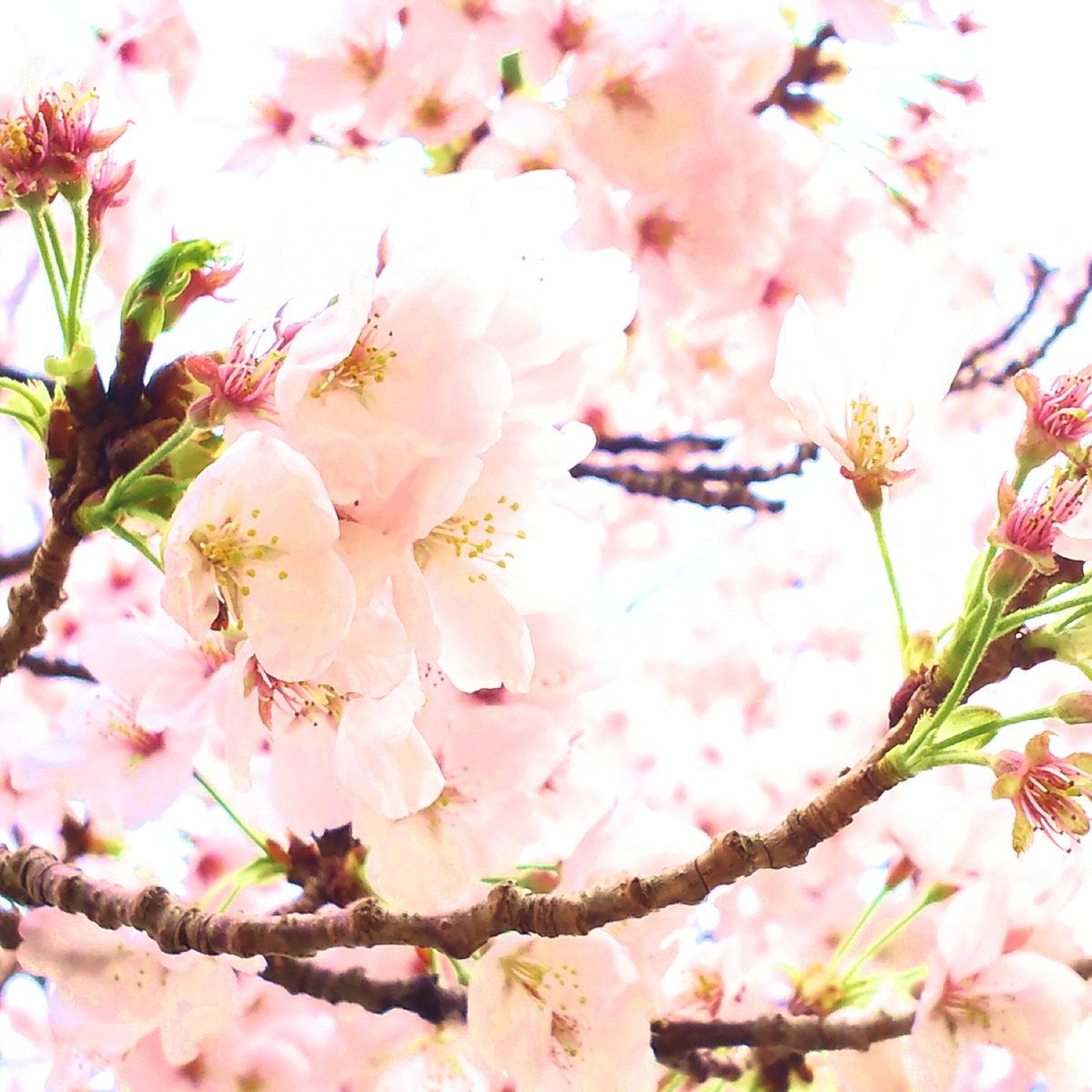 「#茶色工房な日常桜ボンネットちゃんは京都に桜を見に行って楽しかったので、家に帰っ」|千🖼🎨【43/83】のイラスト