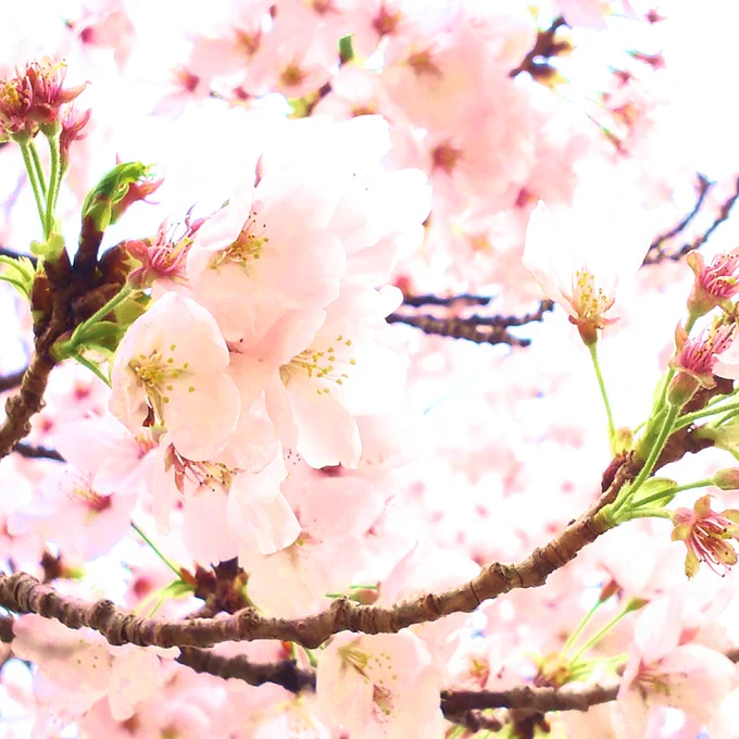 #茶色工房な日常桜ボンネットちゃんは京都に桜を見に行って楽しかったので、家に帰ってから描いた作品ケープのチェック柄は自分用のお土産にしたお菓子のパッケージから。旅行のあとにそのときの思い出をテーマにしたイラストわりと描く。  