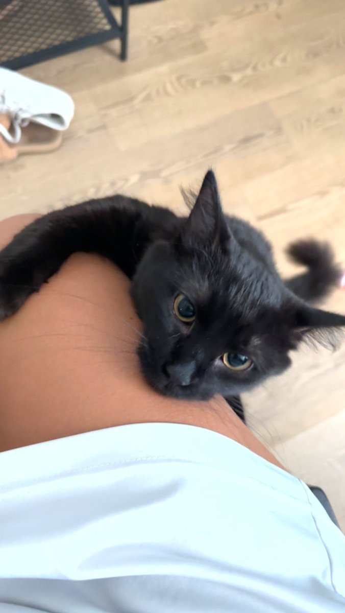 sadiejessenia's tweet photo. Life lately 🩵🏝️🐈‍⬛💍 https://t.co/4cHRUhCwXy
