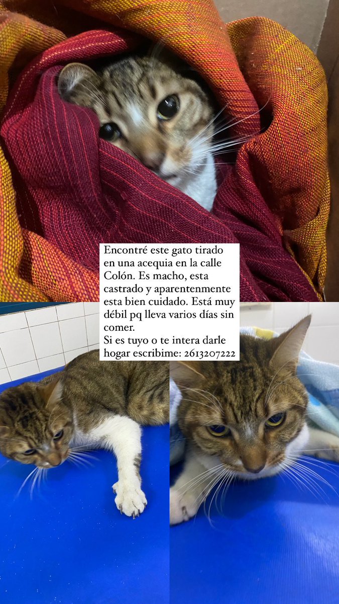 ruanjoldan's tweet photo. Difundir por favor https://t.co/pswCUtuSTN