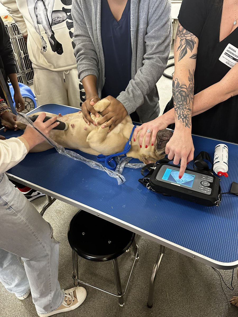 AAS_HCS's tweet photo. @MsSuttonAASFFA‘s Veterinary Science associates got to experience using an ultrasound machine to see how many puppies they could find. The final count was 4! #empoweringtomorrow #associateexperience #winningforkids @DLinnBwell @Toni_Collie @sheppard06 @shaykele78 https://t.co/8OHBnLiHb9