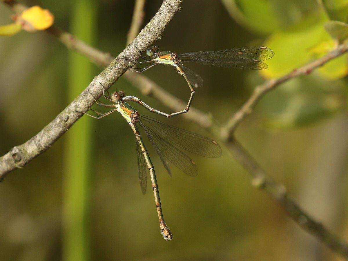 Good numbers of Willow Emeralds Friday, at Pebley Pond, Treeton Dyke and Treeton Tip.