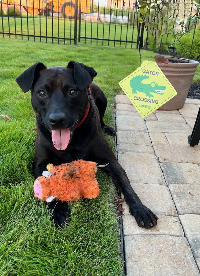 #BARKBOXDAY  
<a href="/barkbox/">BarkBox</a> 1st ever bark box for Chase. I love that there is a theme and fun facts!