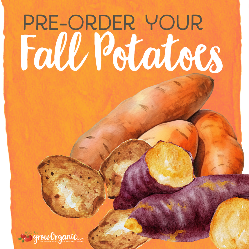 GrowOrganicCom's tweet photo. Fall is upon us, and it's time to consider an often-overlooked opportunity in the gardening calendar: Fall Potato Planting! 🥔
https://t.co/tAP49bYvjF
 
🥔 Why Plant Potatoes in the Fall? 🍂
Beat the Pests: Gardening experts in Wisconsin recommend fall potato planting so you  ... https://t.co/4SlpYRYTSm