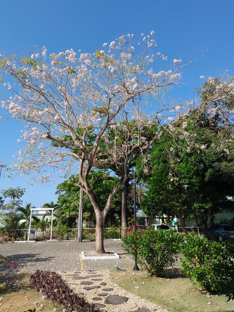 wendell27891198's tweet photo. Ikebana sanguetsu.  Setembro, mês dedicado ao belo.

#ikebanasanguetsu #ikebana #sanguetsu #flordemeishusama #immb #igrejamessiânicamundialdobrasil https://t.co/pDL70gIwbe