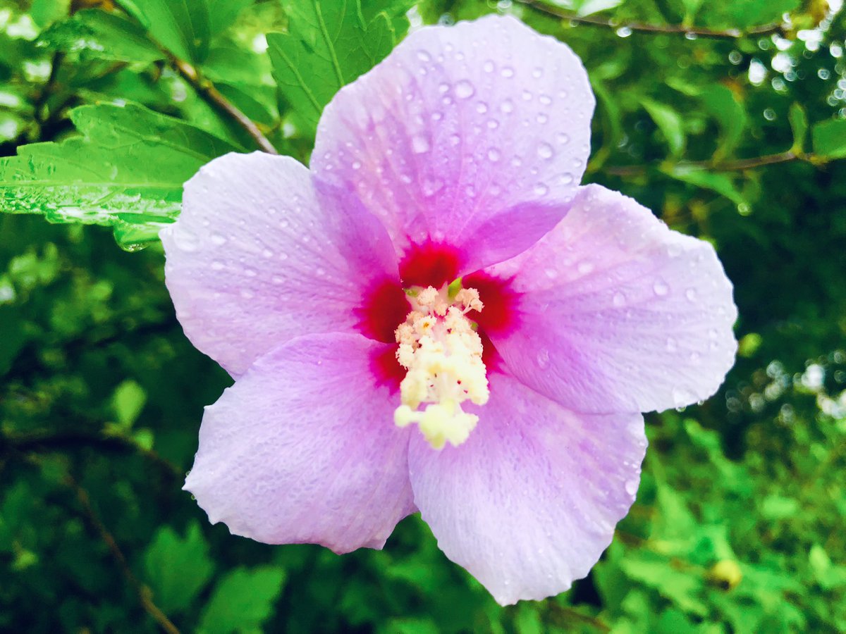 tcdYuKz3cOlX6y9's tweet photo. 雨模様の土曜日の朝☔️
雨の滴に濡れている🫧
薄紅色の芙蓉の花🌺
#takashikatoh
#actor
#tagheuer
#miffy
#instagram
#instagramer
#雨模様
#雨降り
#雨の滴
#芙蓉
#薄紅色
#rainy
#raindrops
#mutabilis
#pink
#pinky https://t.co/vk7268tzS2