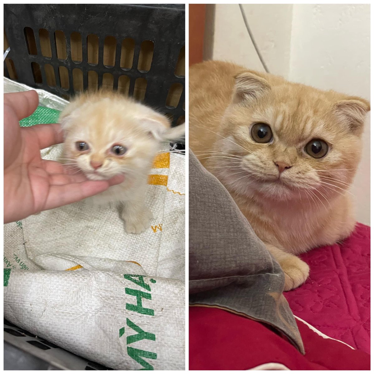 Before and now 😸 #cat #Animal