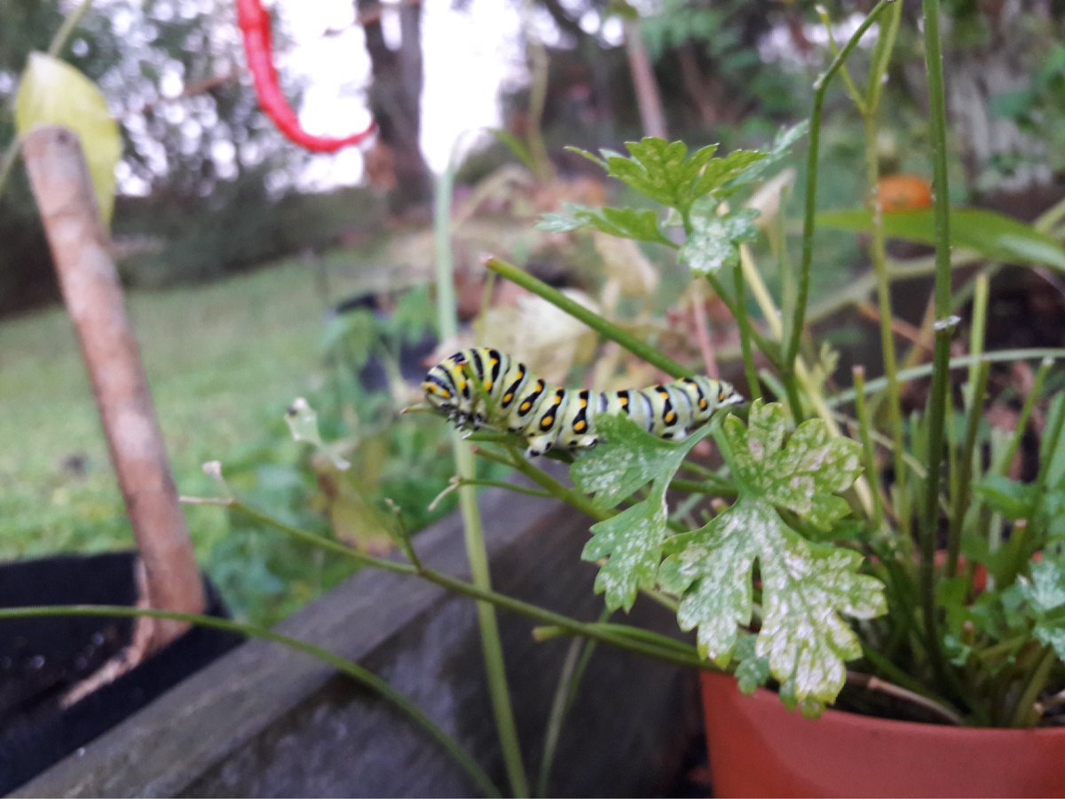 DeputyBirb's tweet photo. Parsley thief https://t.co/abOl2CUF7X