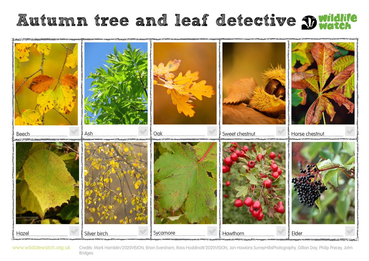 We might have a late heatwave, but signs of autumn are still apparent!🍂🍄 If you're going for a walk this weekend, why not print out this spotter sheet and see what you can find?🔍