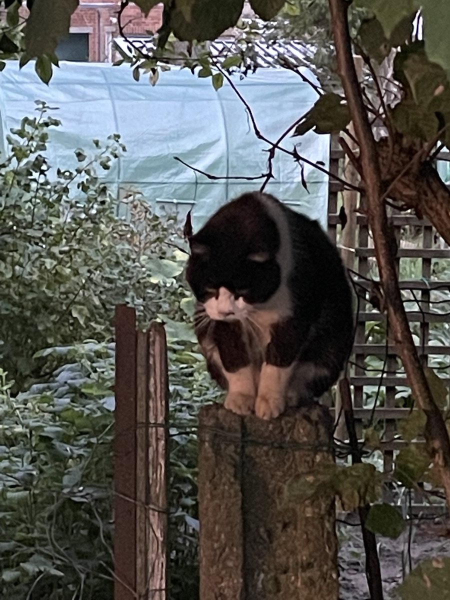 Zwitscherkasten's tweet photo. Die Katze hat uns beim Zelten beobachtet #Hannut #Belgien https://t.co/ezCVD4zCKc