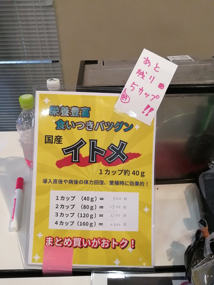 UdyZm's tweet photo. ブリフェス1日目終了まであと2.5時間！うちの新鮮ぴっちぴちイトメもあと5カップ分位しかありません！メダカ、グッピー、プラティ、コリドラス…みーんな大好物！オススメです〜️(๑´∀`๑)
#アクアブリーダーズフェスタ　#イトメ https://t.co/SJW2FjnrdG