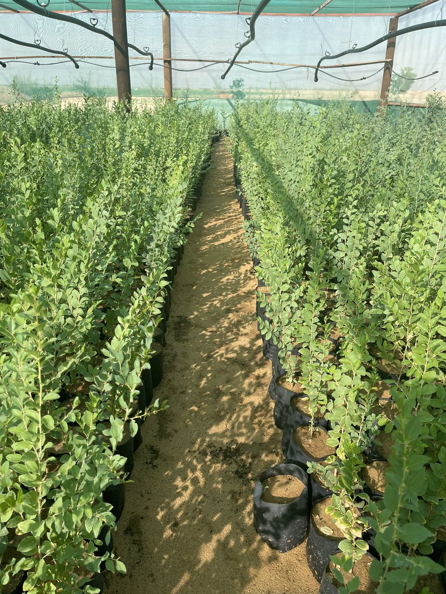 SaudiTree's tweet photo. 🌳🌳🌳

للبيع بالجملة

شتلات سدر بلدي بكميات كبيرة
الارتفاع من ٣٠ سم الى ١ متر

#سدر_بلدي #سدر #شتلات #مشتل https://t.co/1nS1d8iyqj