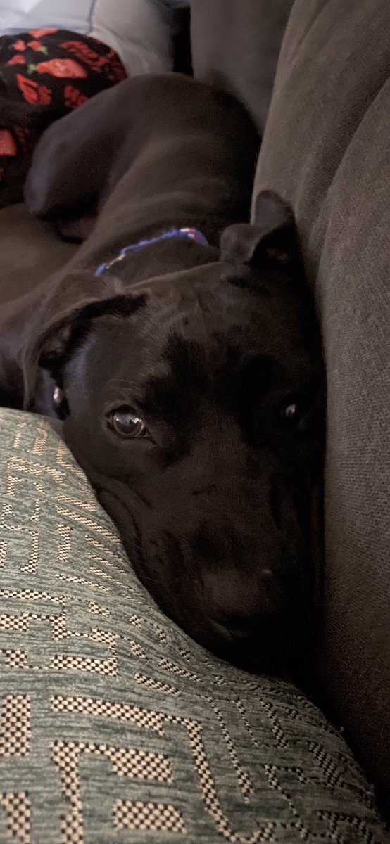 MsRubyFarr1's tweet photo. @Dalbodog Umm yes I certainly do! Here’s our sweet pup Sammi.🐾 https://t.co/EyjNcp9uLY