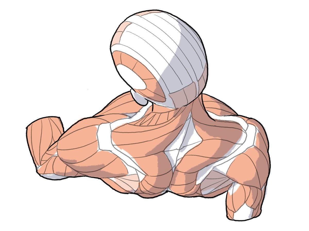 kato_anatomy's tweet photo. #一日一筋 https://t.co/7J5ENEbpg2