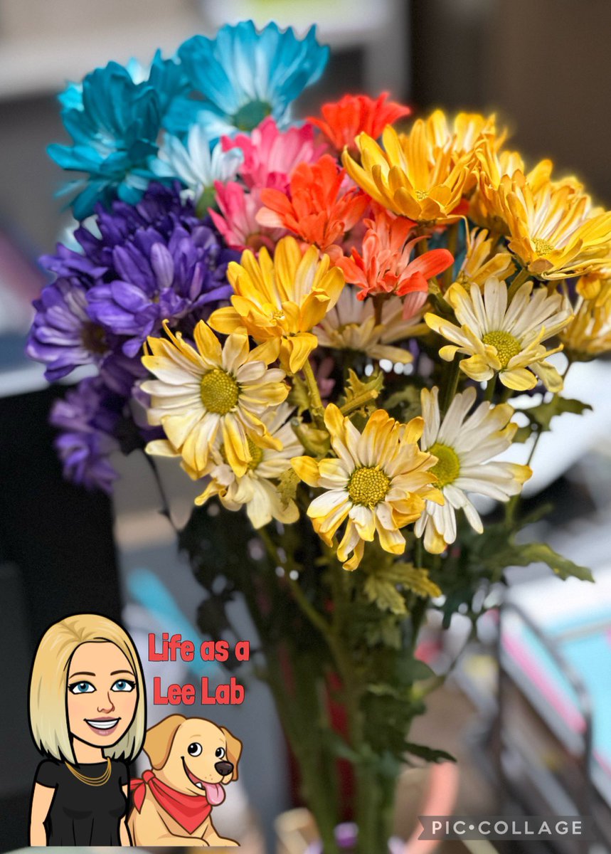 EmilieManner's tweet photo. These beautiful flowers from a family really brightened up my Friday! #Lifeasalab https://t.co/knOlBcksKd