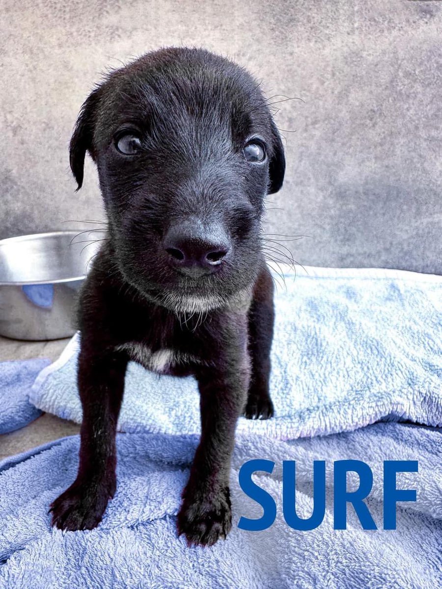 Galgos del Sol tweet media