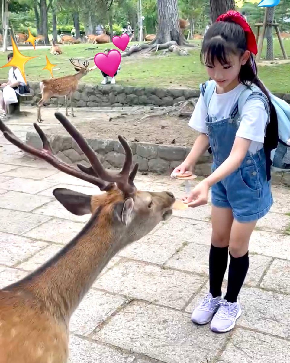 manakaoki's tweet photo. 奈良のダンスイベントに出させてもらった日の帰り���💃#東大寺 

🦌鹿の角が、温かくてしっとりしててふわふわでびっくりしたよ❣️

✨奈良の思い出✨
https://t.co/q3HG9ODhVi

メンバーと行けて凄く楽しかったよ💖
#鹿 
#奈良公園 https://t.co/yz1YqDNLI9
