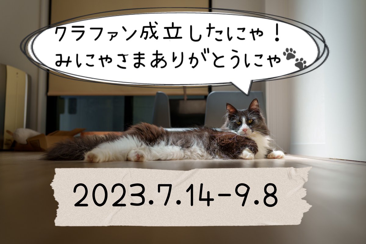 コロちゃんからのメッセージです💌
#FIP闘病中 
#ノルウェージャンフォレストキャット 
↓クラファンの成立のご報告が続きます！↓