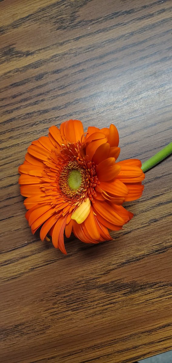 MrsTartesClass2's tweet photo. A #caring student from @GlenwoodGriffin gave out flowers to teachers and I was gifted with one!  So kind!  #happybacktoschool everyone! https://t.co/SibSFRq1Cw