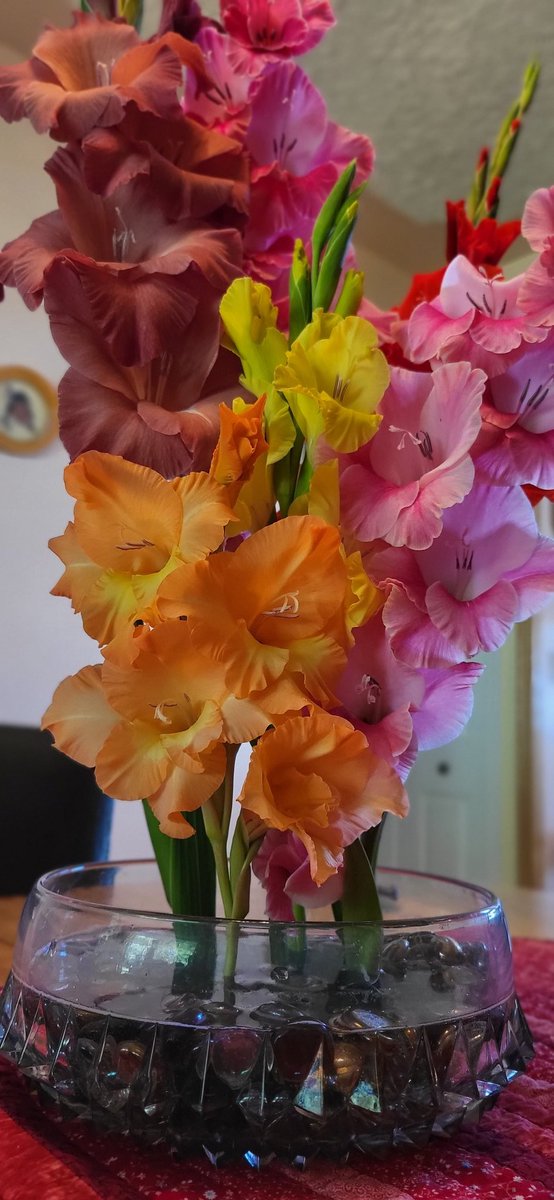 Glorious Gladiolus! Very pleased how these grew so brilliantly!
#GardeningX #OkanaganBC #Flowers #Okanagan #PentictonBC #Gardening #Gladiolus