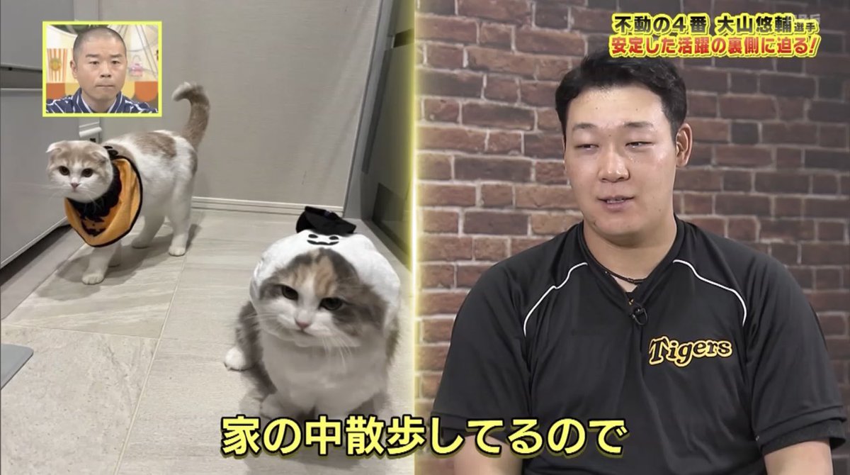 大山さんの癒し💛 ラテちゃん🐱とミミちゃん🐱 可愛い