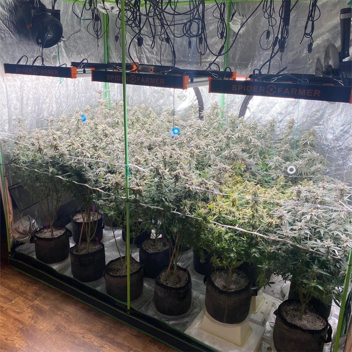 kushmatt_'s tweet photo. ๐จ๐ฆACMPR๐ซNFSOT๐21+๐จ๐ฆ
Itโs day 47 into flower under my Spider Farmer SE3000 and these phenols are all looking amazing ๐ค
Thank you for your sharing
#spiderfarmer #ledlight #ledgrow #ledgrower #ledgrowlight #growlight #ledgrowlights #sfgrow #se3000
https://t.co/4F7ArbRurB https://t.co/cvjF0Gmmrp