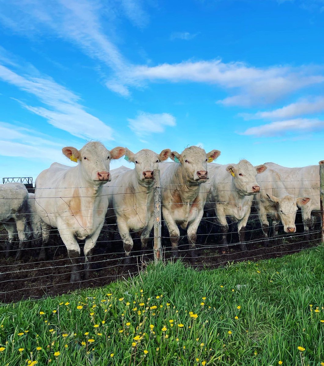 Last week was an emotional one. We love all our animals and we get pretty sad when some have to go!
We butchered the first pure bred Charolais breeding bull Hugo we had bought for our herd. For us and our herd it was time to part ways but it still didn’t make it any easier!