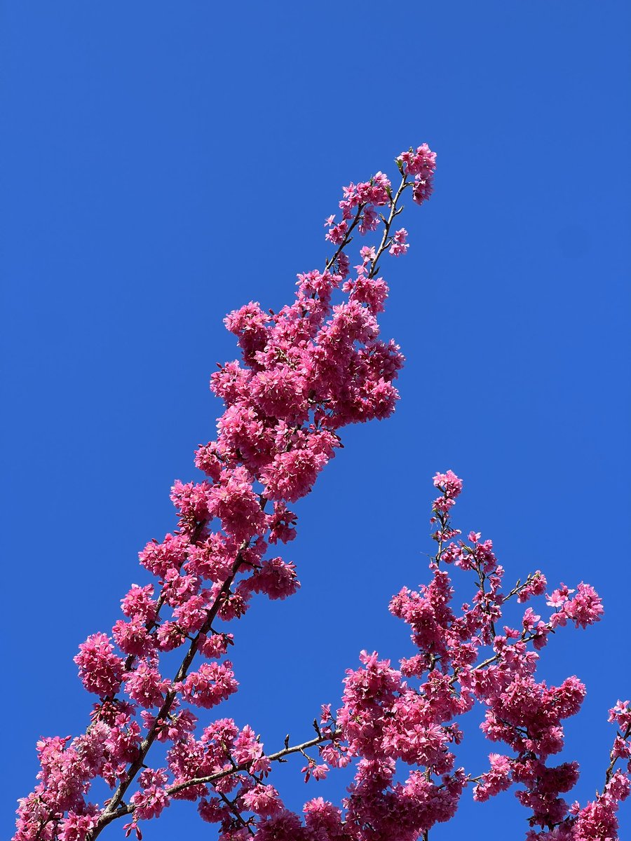 GM. Spring is here🌸🩷