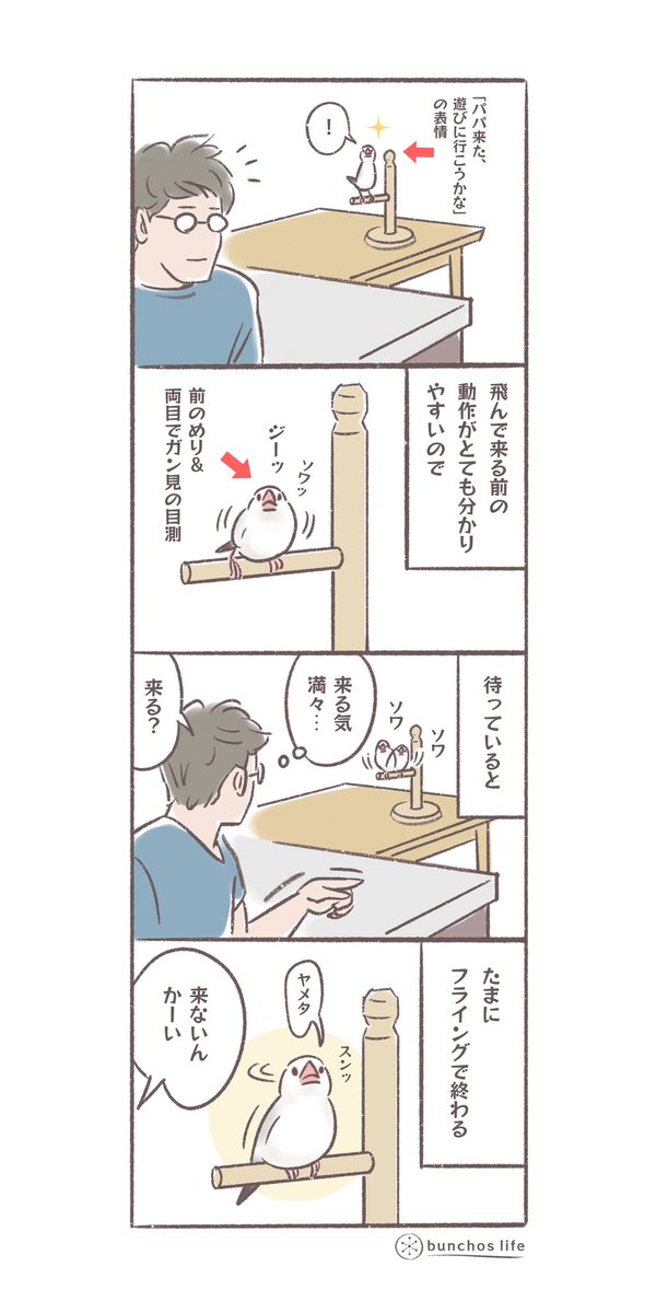飛んで来る前の動作がとても分かりやすいので、しばらく待ってみるけど来ないこともある
#文鳥 
#4コマ漫画 

*過去作ダウンロードできます!(固定ツイート参照) 