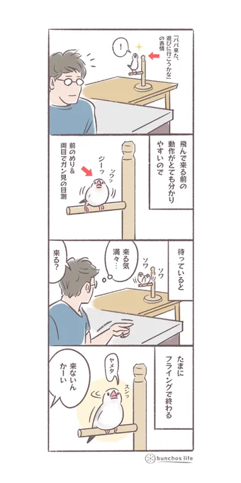 飛んで来る前の動作がとても分かりやすいので、しばらく待ってみるけど来ないこともある
#文鳥 
#4コマ漫画 

*過去作ダウンロードできます!(固定ツイート参照) 