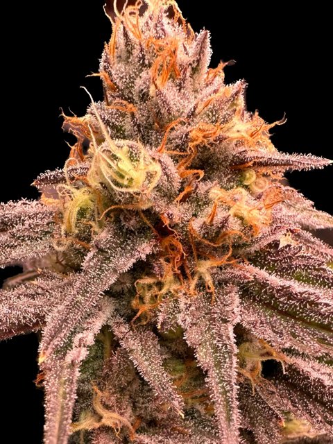 Fresh Drop Friday Kootenay's Finest present.....
Blue Blood Sorbet.  A delicious mix of GSC platinum x Slurricane x Blood Orange Sorbet ! 
Zesty blood orange, sour diesel and fresh baked cookies greets you from the grinder and testing at around 24% thc. 🔥⛽️🍊🍪💚