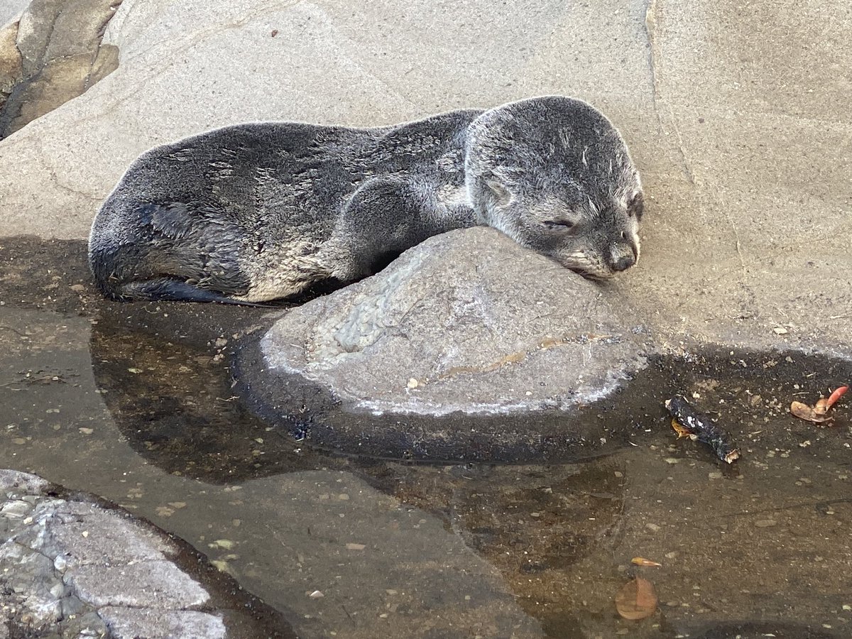 This lil guy is stuck up on shore at Cornwallis beach- near wharf end. Who do we contact? <a href="/AklCouncil/">Auckland Council</a> anyone?
