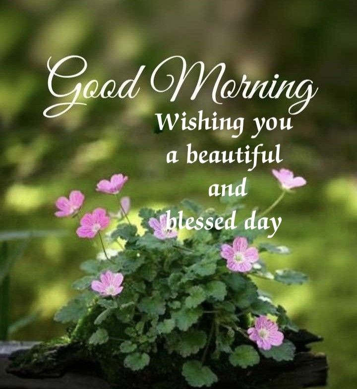 @Cathhewat123 #GoodMorningEveryone 
#enjoytheweekend 🌄
🌺@Cathhewat123 🌺