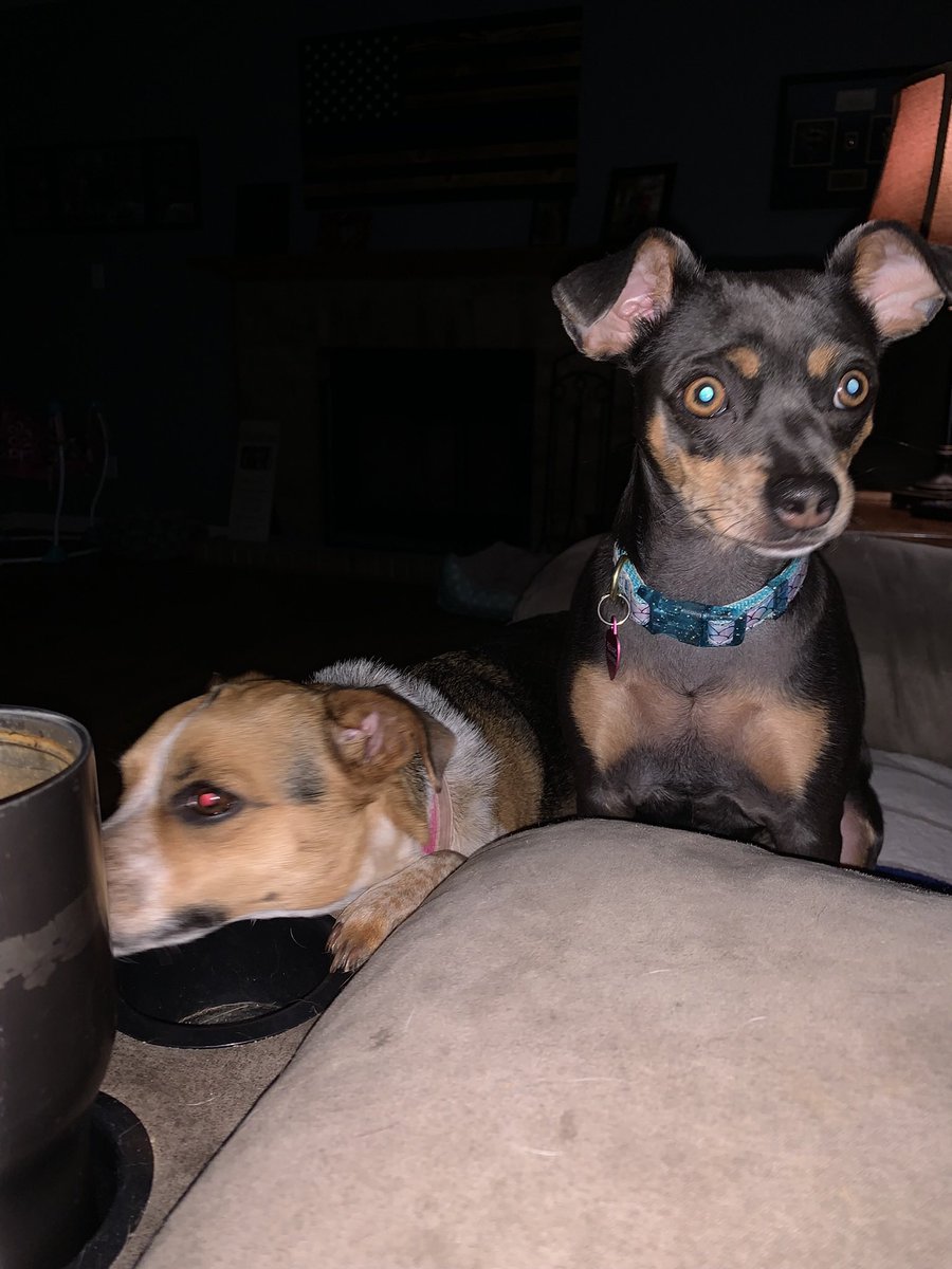 annamlang19's tweet photo. Thanks #simparica for the commercial free hour!! Both of my dogs are on Simparica. Works great!!
#oplive #OPLiveNation @reelzchannel https://t.co/Midr2GebP3