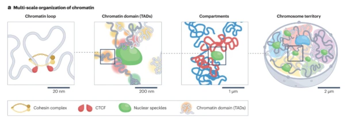Phenomics_J's tweet photo. Computational methods for analysing multiscale 3D genome organization @NatureRevGenet 
https://t.co/Zk8POaHZPb https://t.co/ZuXk0MoXNN
