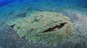 ExperimentShark's tweet photo. Fun Shark Fact Friday: Below is a picture of the Tasselled Wobbegong. You may not like it but this is what a peak shark form looks like. Thanks @Tramen_ for showing me true shark perfection.
#FunSharkFacts #Vtuber #SharkPerfection #IWishIWasAMuppetShark #BestNamedShark https://t.co/IvA7CWGdRA