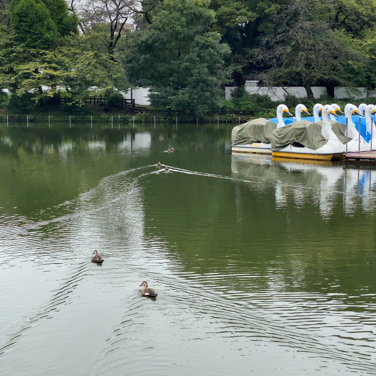 kotetsu59gk's tweet photo. 鴨🦆と白鳥🦢😊

#井の頭恩賜公園 https://t.co/e6n3G1AIy0