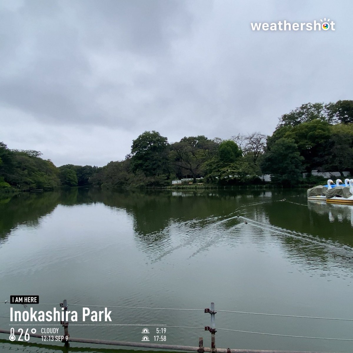 kotetsu59gk's tweet photo. 鴨🦆と白鳥🦢😊

#井の頭恩賜公園 https://t.co/e6n3G1AIy0