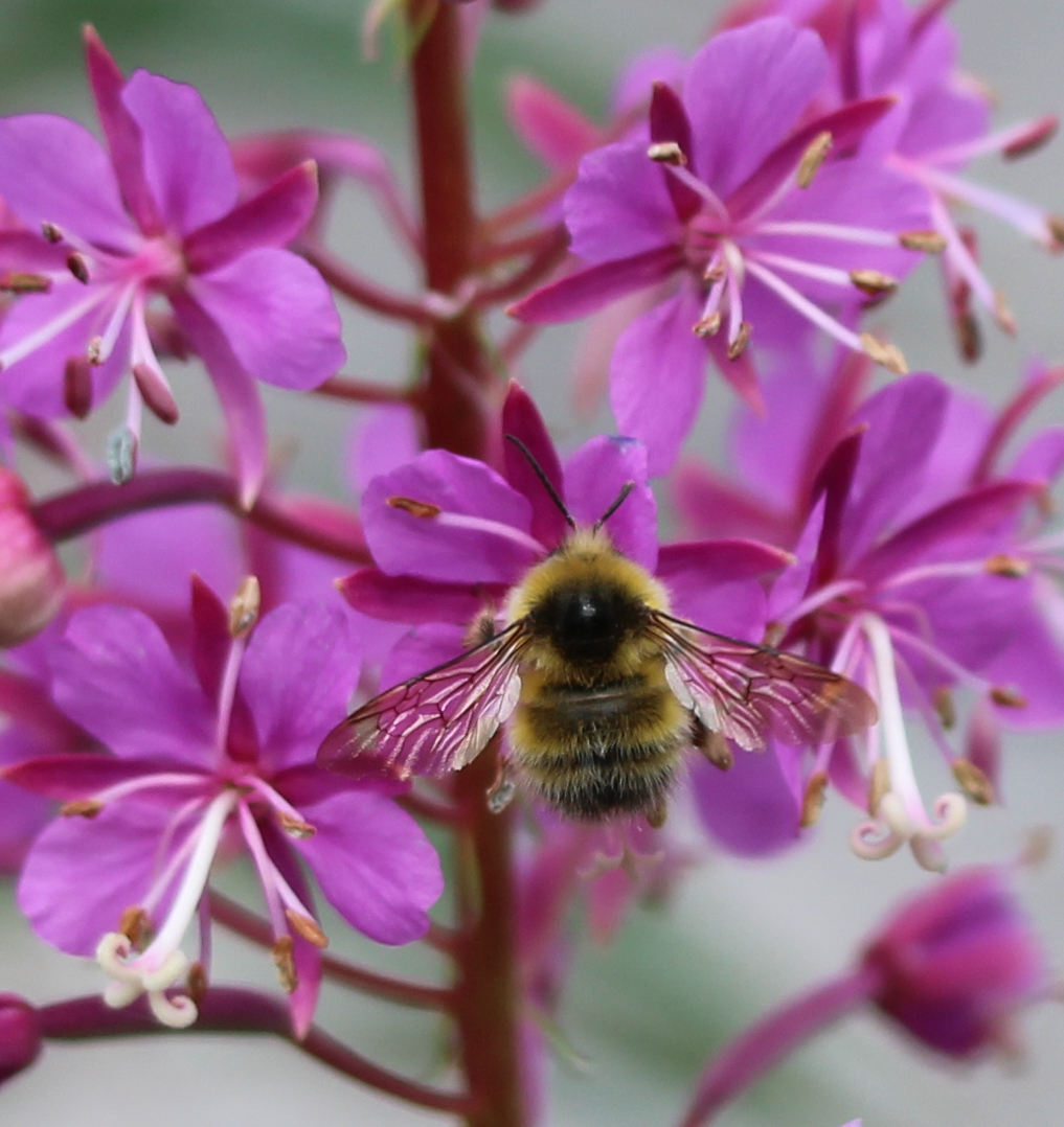 zucchinibeemama's tweet photo. Fireweed bumble boy. #duffeylake #bcnativebees https://t.co/3BT4yxbBTj