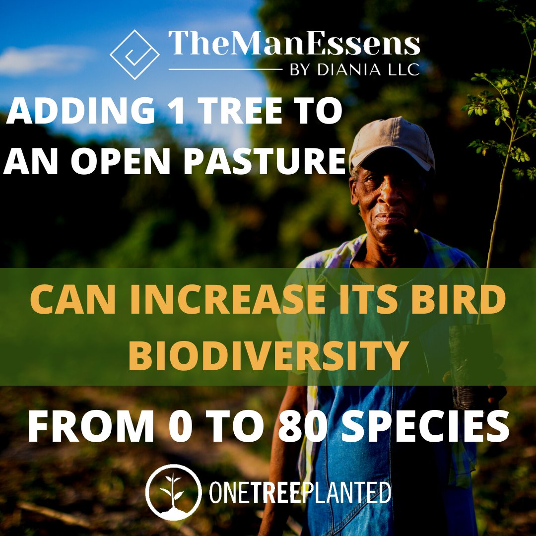 themanessens's tweet photo. At TheManEssens we source our materials responsibly and ethically and fund with every item sold the restoration of forests, the creation of habitat for biodiversity, and a positive social impact around the world in partnership with
@OneTreePlanted

#plantatree #planttrees https://t.co/rHHlnbjP66